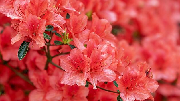 Azaleen: zauberhafte Blüten in allen Farben!