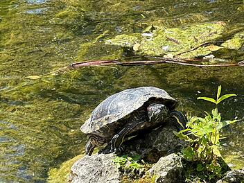Bamberger Hain-Schildkröte hat neuen Mitbewohner - schönes Leserfoto zeigt "Hainer" im Weiher