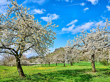 Kirschbl&uuml;te in Wiesenthau der Fr&auml;nkischen Schweiz