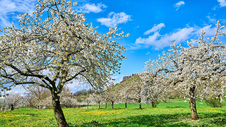 Kirschbl&uuml;te in Wiesenthau der Fr&auml;nkischen Schweiz