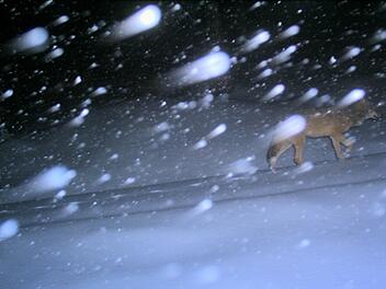 In der Fotofalle: Ein Wolf tappt am Schneeberg im Fichtelgebirge durch den Schnee.  Foto: LfU