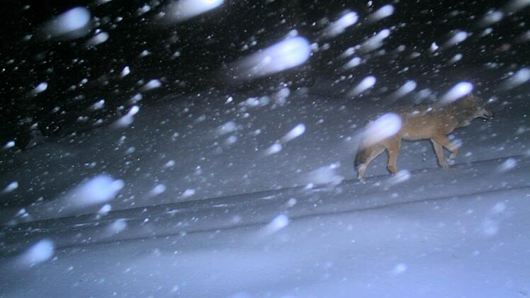 In der Fotofalle: Ein Wolf tappt am Schneeberg im Fichtelgebirge durch den Schnee.  Foto: LfU