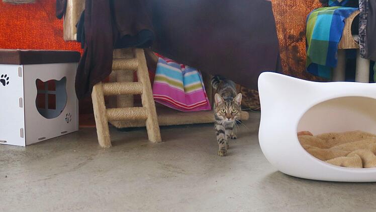 Im geräumigen Katzenhaus mit vielen Rückzugsmöglichkeiten warten derzeit elf Katzen auf ihre Vermittlung.