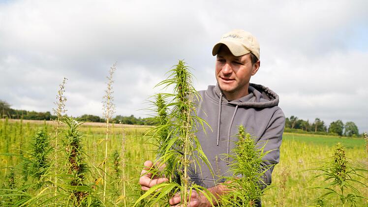Bio-Landwirt Martin Baumgärtner aus Zaubach baut dieses Jahr zum ersten Mal Hanf an.