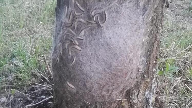 Nest bei Königsberg Anfang Juni, bereits entfernt. Foto: Johannes Werner