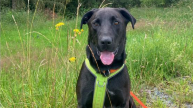 Tierhilfe Franken: Sch&auml;ferhund Nicki sucht liebevolles Zuhause