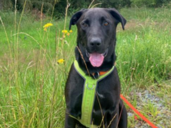 Tierhilfe Franken: Sch&auml;ferhund Nicki sucht liebevolles Zuhause