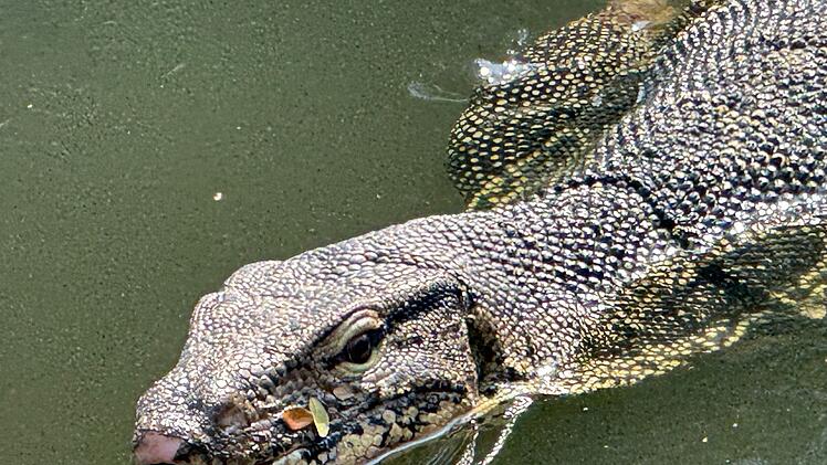 Bindenwaran in Bangkok