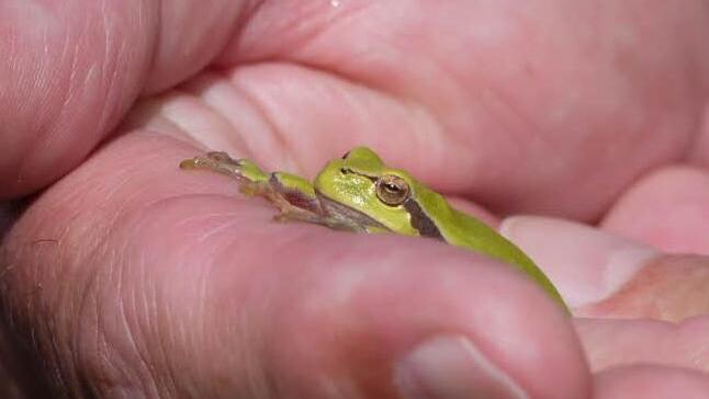 Laubfrosch