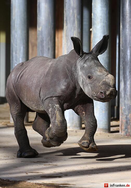 Nashorn-Nachwuchs in Augsburg