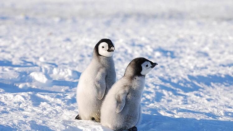 Zum Ehrentag des Pinguins: Neun interessante und teilweise lustige Fakten rund um den schrägen Vogel. Foto: Görler/AWI