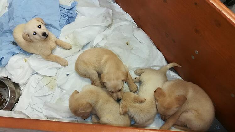 Die Polizei stoppte in der Nacht auf Mittwoch einen illegalen Hundetransport auf der A6 (Anschlussstelle Vohenstrauß). Fünf Tage danach geht es den Welpen besser. Foto: Polizei