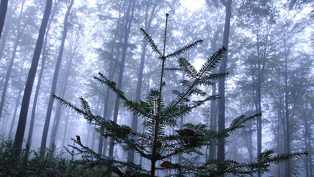 Unter den gro&szlig;en Buchen im Banzer Wald werden nun T&auml;nnchen gepflanzt  -  also B&auml;ume, die den Schatten lieben. Sollten die Buchen  in den kommenden Jahren durch die Trockenheit weiter gesch&auml;digt werden, dann ist schon ein kleiner Neuanfang gemacht mit den halbw&uuml;chsigen Tannen. Foto: Matthias Einwag