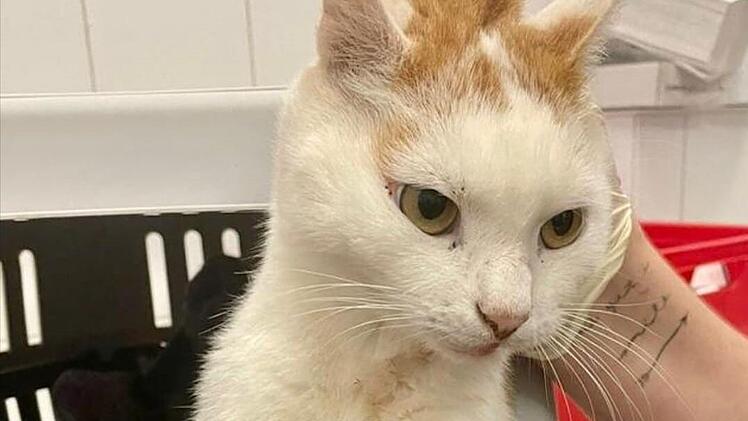 Katzenhilfe Würzburg teilt schockierendes Schicksal - Foto mit "Trigger-Warnung"