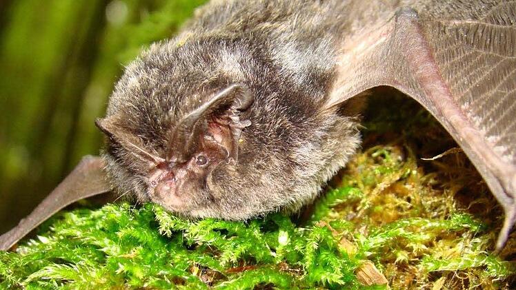 Seltene Fledermausarten sind im Nationalen Naturerbe zu Hause.   Foto: dpa