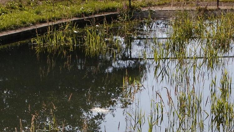 Ein Unfall im Kreis Bamberg hatte am Freitag nicht nur f&uuml;r einen 23-j&auml;hrigen Autofahrer und seinen Beifahrer Folgen, sondern auch f&uuml;r zahlreiche Karpfen.  Symbolfoto: Josef Hofbauer