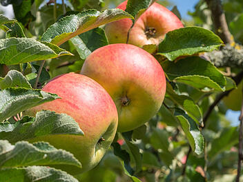 Roter Berlepsch Heruntergeladen Malus domestica 'Roter Berlepsch' von progarten