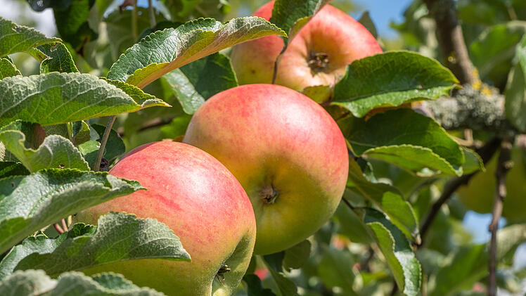 Heruntergeladen Malus domestica 'Roter Berlepsch'  von progarten