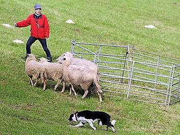 In der Anfänger-Klasse können die "Handler" noch kräftig mithelfen. Petra Brenner aus Erlangen dirigierte ihren Hund Pat so, dass dieser die Schafe in den Pferch treiben konnte.  Fotos: Sonny Adam