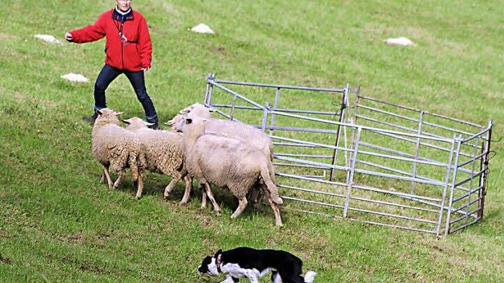 In der Anfänger-Klasse können die "Handler" noch kräftig mithelfen. Petra Brenner aus Erlangen dirigierte ihren Hund Pat so, dass dieser die Schafe in den Pferch treiben konnte.  Fotos: Sonny Adam