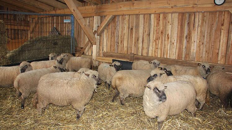 Den neuen Schafstall hat Bürgermeister Herrmann geplant.