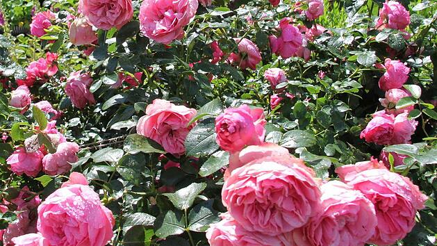 Rosen gehören zu den empfindlichen Gehölzen, sollten deshalb jetzt noch nicht geschnitten werden.Foto: Ralph Kestel