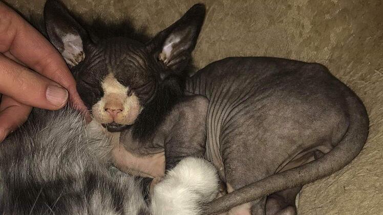 Balu als Baby... Kathrin Schenk