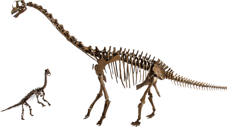 Naturkundemuseum Bamberg startet Spendenaufruf für Europasaurus-Skelett