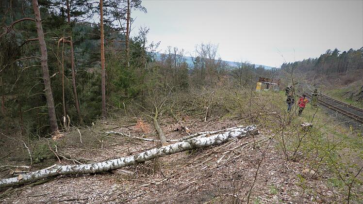 Die Folgen der Abholzaktion sind noch überall zu sehen. Foto: Werner Reißaus