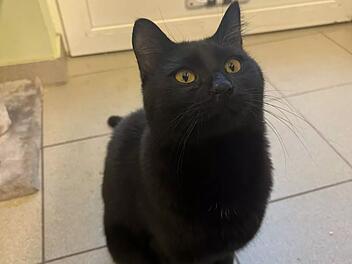 Tierheim Bamberg: "Einzelprinz" Kater Dobby ist Tier der Woche - und sucht Besitzer, die ihn verwöhnen Tierheim Bamberg: "Einzelprinz" Kater Dobby ist Tier der Woche - und sucht Besitzer, die ihn verwöhnen