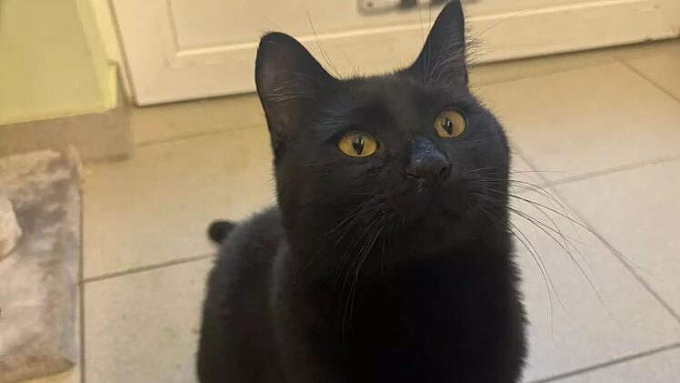 Tierheim Bamberg: "Einzelprinz" Kater Dobby ist Tier der Woche - und sucht Besitzer, die ihn verwöhnen