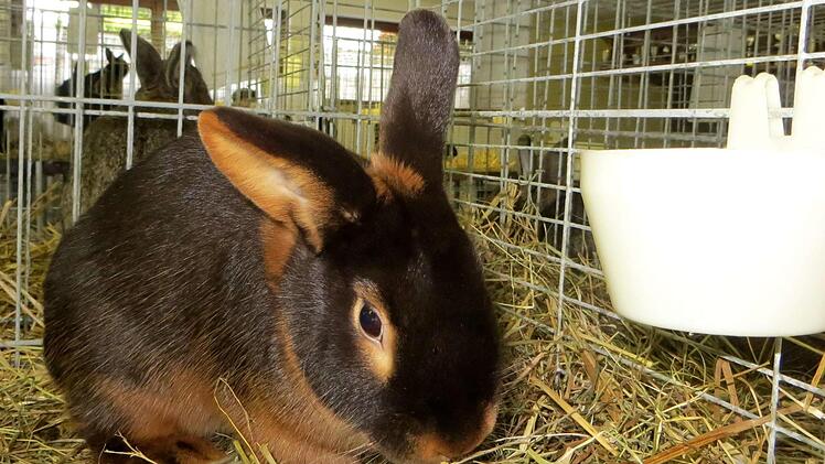 Ein Kaninchen war schöner als das andere.  Richard Sänger