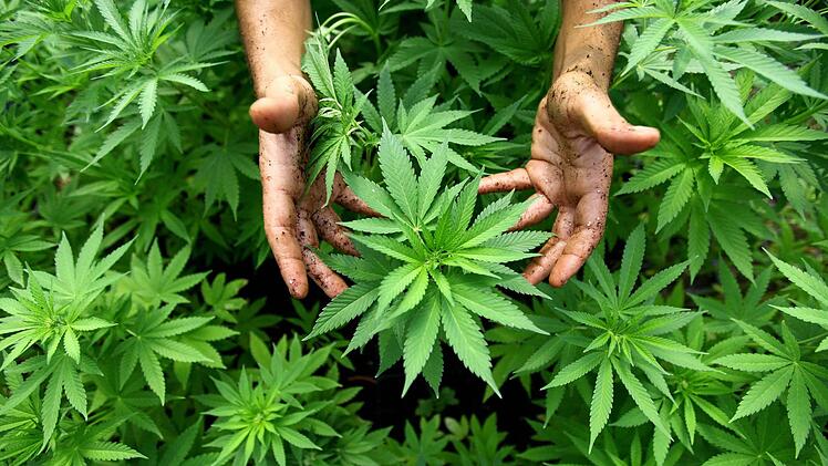 Symbolfoto einiger Marihuana-Pflanzen. Foto: dpa - Bildfunk
