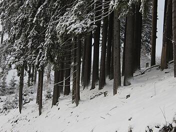 30 Zentimeter ist die Schneedecke im Oberen Frankenwald derzeit dick. Sobald es taut, wird er die Wasserbodenspeicher füllen können. Die Frage ist nur: Wie sehr können sie aufgefüllt werden? Foto: veronika Schadeck