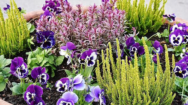 Herbstblumen im Garten