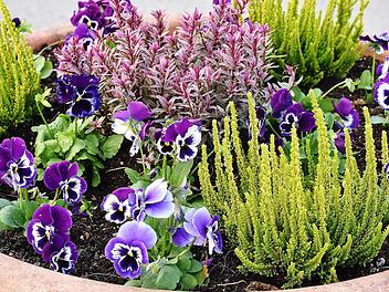 Herbstblumen im Garten