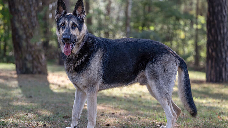 Tierheim Nürnberg: Schäferhund Hektor nachts an Baum gebunden