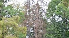 Tote Fichten im Geiers Löhlein, nahe dem Friedhof. Foto: Rainer Lutz