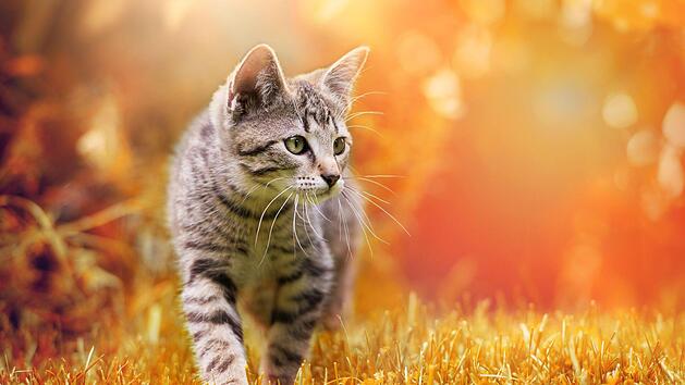 Symbolfoto: DoraZett/Adobe Stock