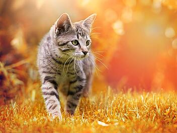 Symbolfoto: DoraZett/Adobe Stock