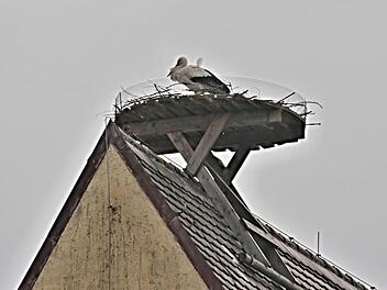 Der Entschluss scheint noch nicht gefallen, ob sich Störche auf dem Dach in der Bahnhofstraße in Pfarrweisach nieder lassen. Umgeschaut haben sie sich dort schon mehrmals, letztmals am Montag.