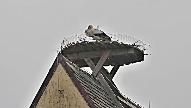 Der Entschluss scheint noch nicht gefallen, ob sich Störche auf dem Dach in der Bahnhofstraße in Pfarrweisach nieder lassen. Umgeschaut haben sie sich dort schon mehrmals, letztmals am Montag.