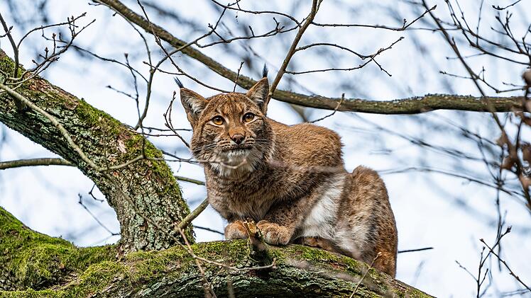 Nürnberg: "Nach fast drei Jahren" - Luchs-Weibchen Desari kehrt in den Tiergarten zurück