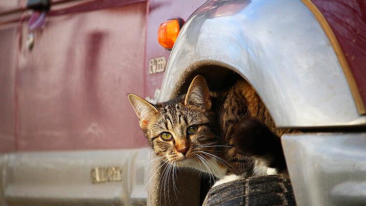 Katze auf Autoreifen