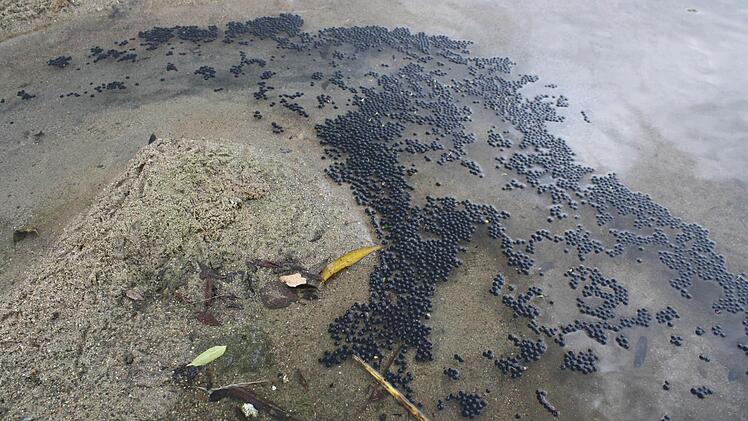 "Ölpest" - am Staffelsteiner Badesee, aus Ligusterbeeren Foto: Hubert Kolling