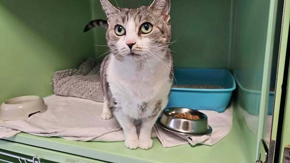 Tierheim Erlangen: "Warum habt ihr mich einfach zurückgelassen?"