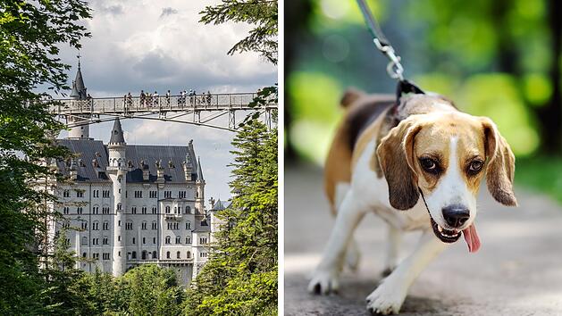 Schloss Neuschwanstein: Frau verstaut Hund bei Ausflug im Schließfach