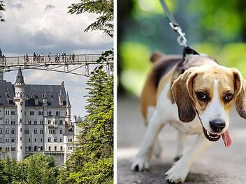 Schloss Neuschwanstein: Frau verstaut Hund bei Ausflug im Schließfach