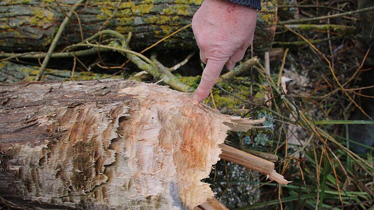 Bilder von der Teichanlage des ASV Hammelburg oberhalb von Obereschenbach. Foto: Ralf Ruppert