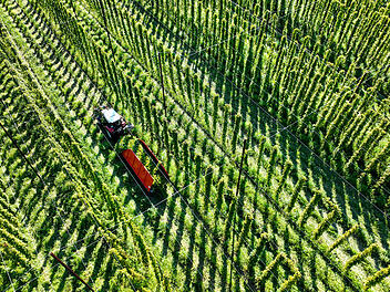 Hopfenbauern am Bodensee gehen von schlechter Ernte aus